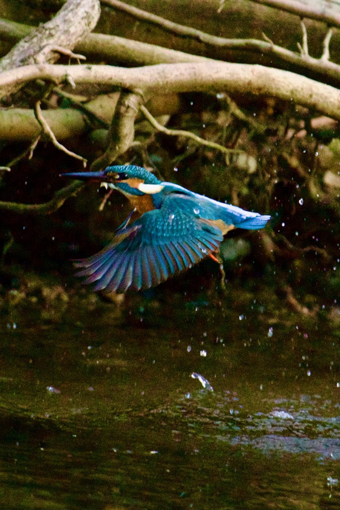 IMG_0720いつもの川のカワセミさん