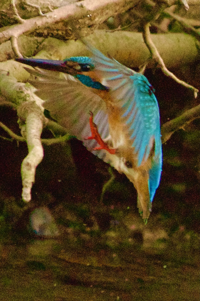 IMG_0732　水から素早く飛び上がる