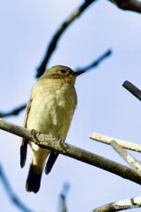 逞しく見えた実ビタキ♀さんIMG_6297