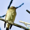逞しく見えた実ビタキ♀さんIMG_6297