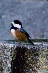 IMG_7541水場のヤマガラさん