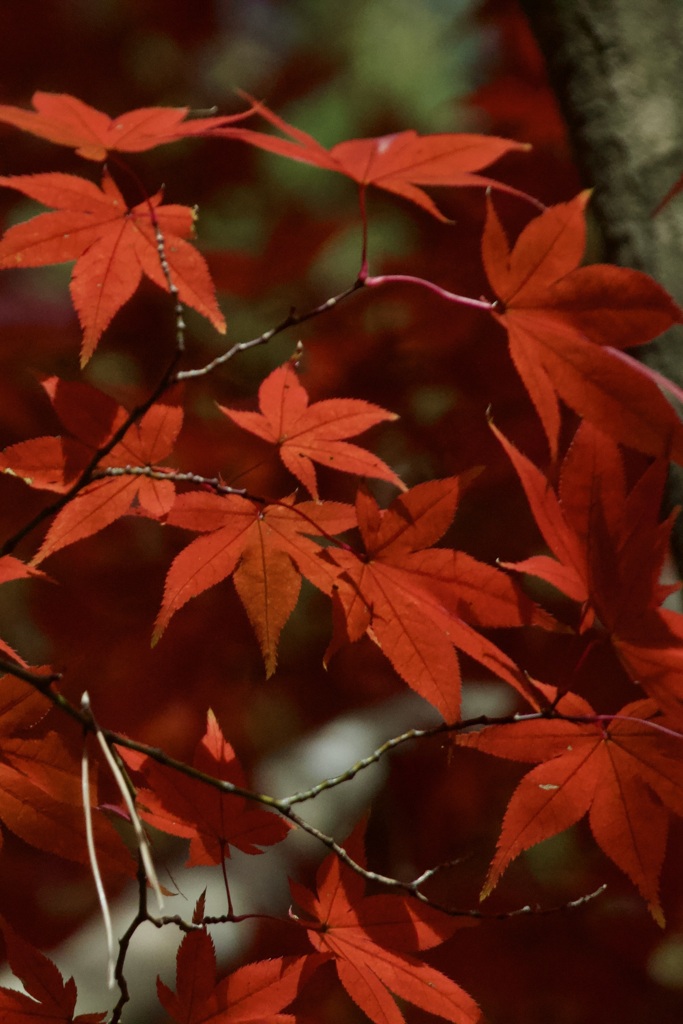 _紅葉