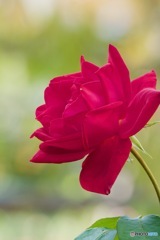 赤い花IMG_6661