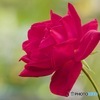 赤い花IMG_6661