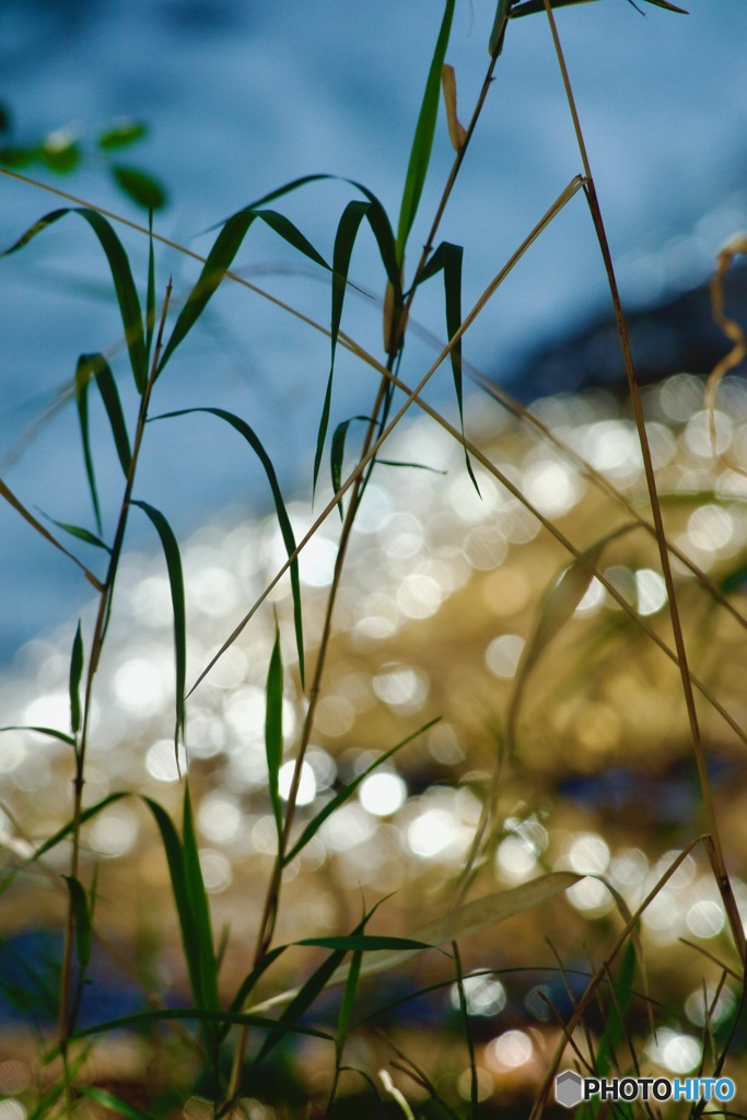 IMG_8727　清流の煌めき