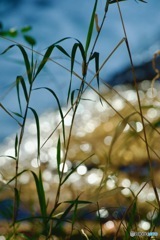 IMG_8727　清流の煌めき