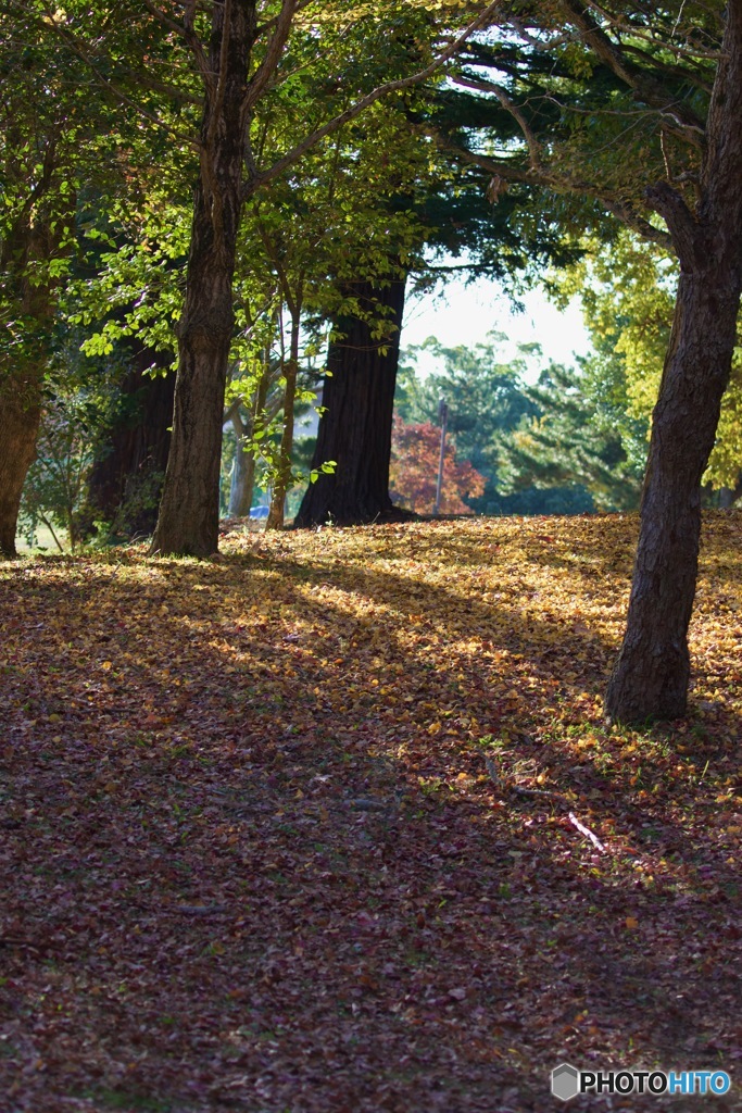 IMG_7591　癒しの林で