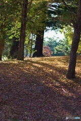 IMG_7591　癒しの林で