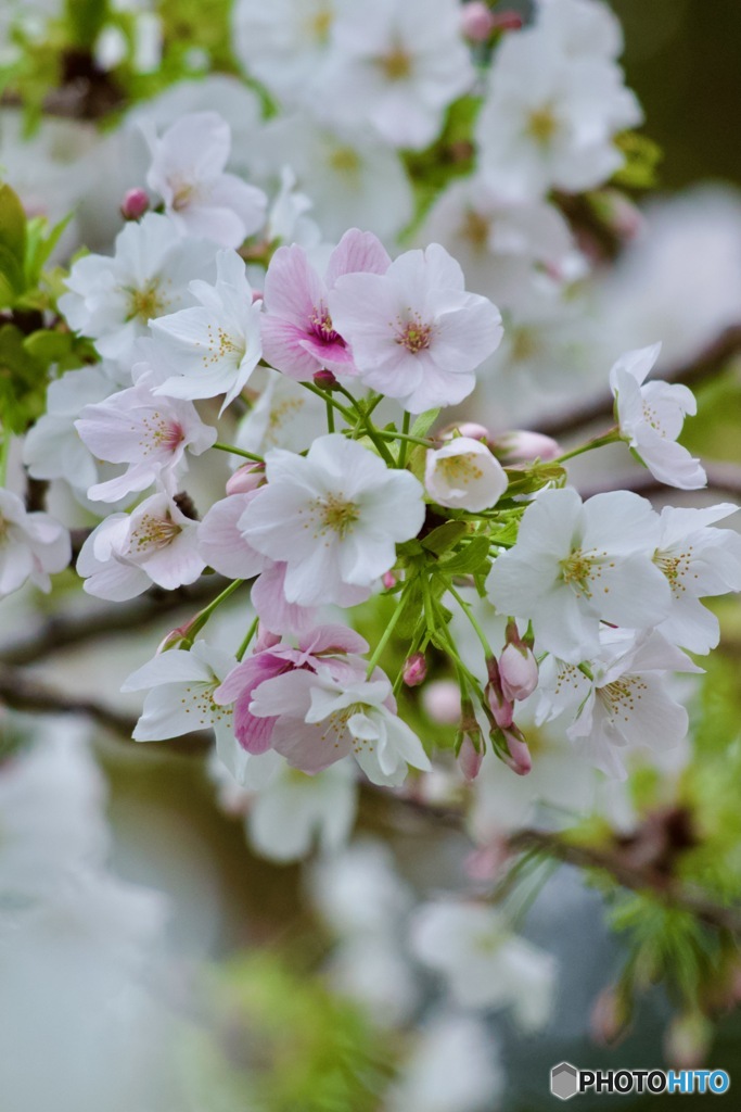 IMG_5953　笹部桜