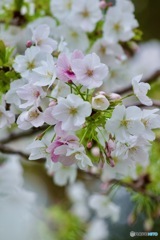 IMG_5953　笹部桜