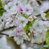 IMG_5953　笹部桜