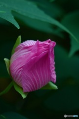酔芙蓉　閉じて_MG_5864