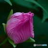 酔芙蓉　閉じて_MG_5864