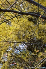 IMG_8321　鷲林寺の銀杏