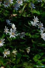 IMG_0605　ユキワリイチゲ