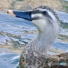 ひたきな眼差しIMG_6365