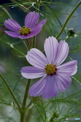 IMG_6661　晩秋の冷えた日