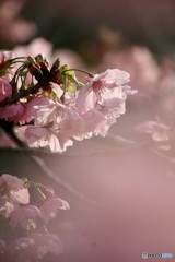 IMG_0646　陽光桜