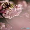 IMG_0646　陽光桜