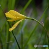 滴る雫IMG_5635