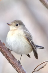 IMG_6748　ニシオジロビタキさん