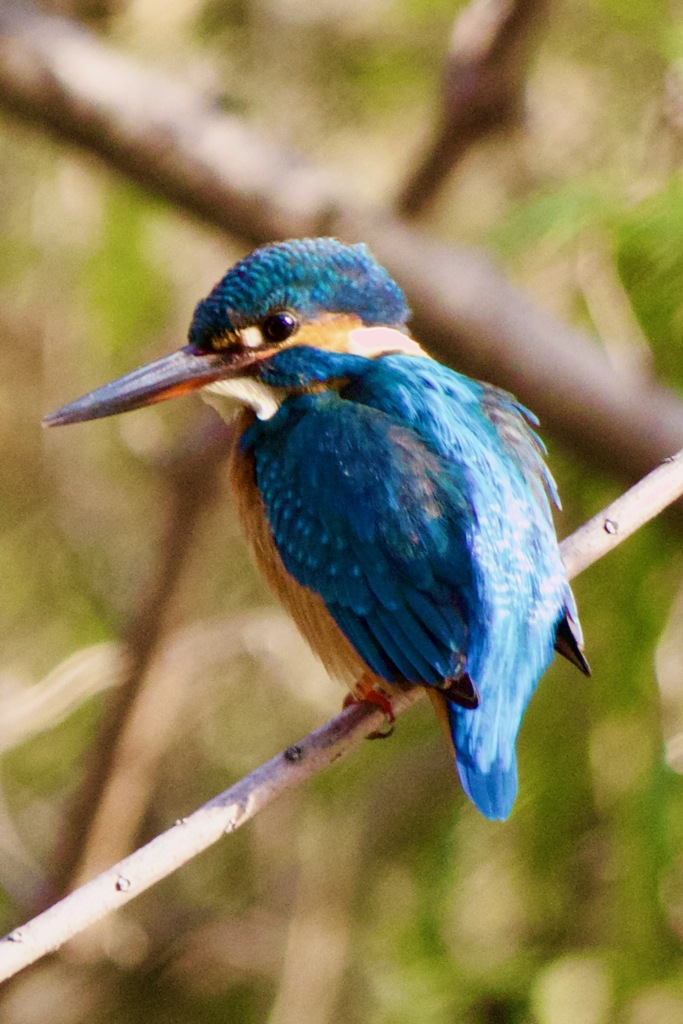 IMG_1163　青い鳥　翡翠