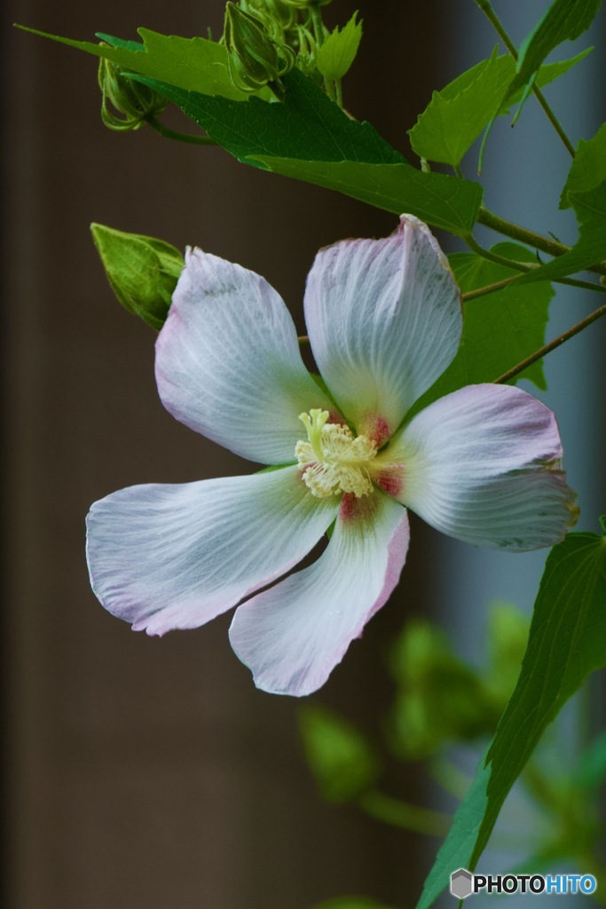 今宵は染まる　酔芙蓉_MG_5851