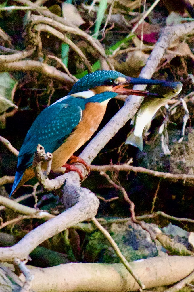 IMG_2066　お魚食べる