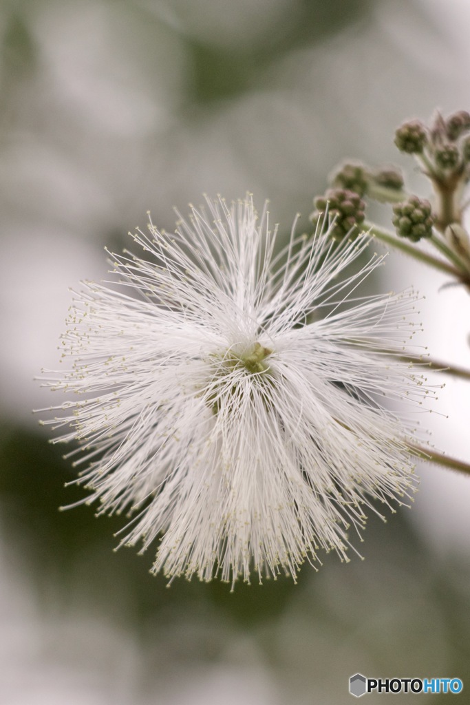 IMG_7203　白いネムの花