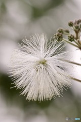 IMG_7203　白いネムの花