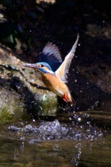 IMG_5230　何度もカニを