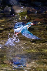 IMG_5401暖かい日で　飛び込み多し