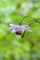最後の一輪IMG_8173