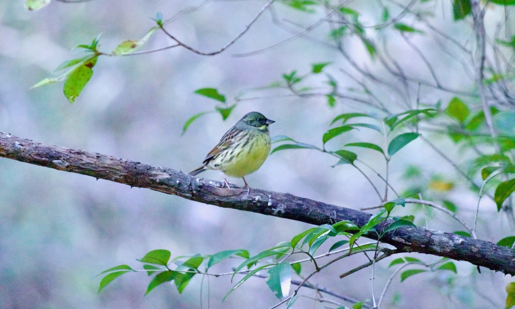 IMG_9004アオジさん　ブレイクタイム