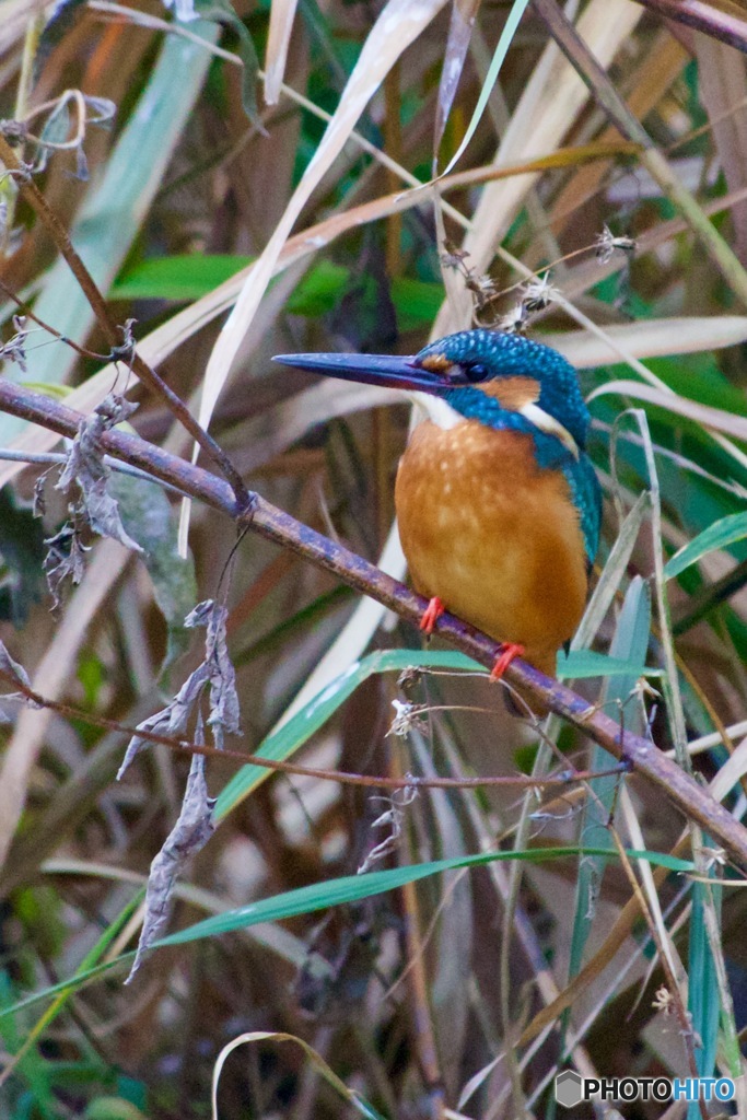 IMG_7350　この秋初の出会い