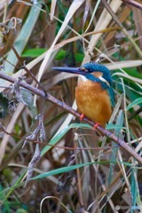 IMG_7350　この秋初の出会い