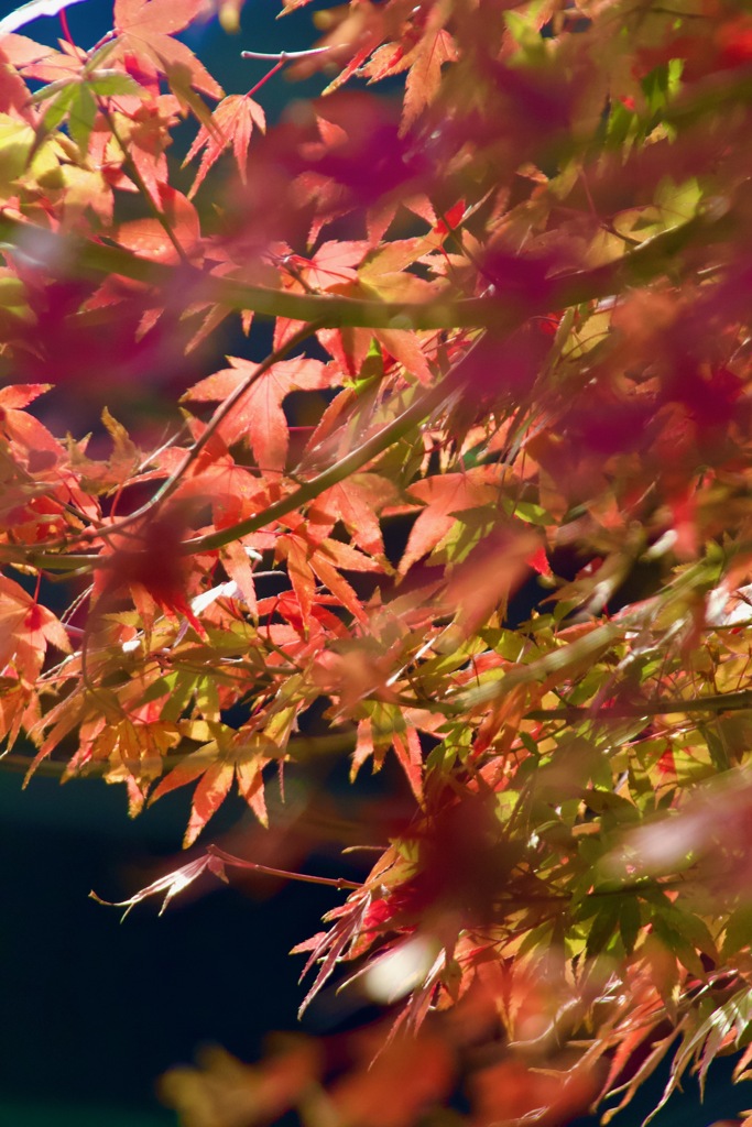 紅葉