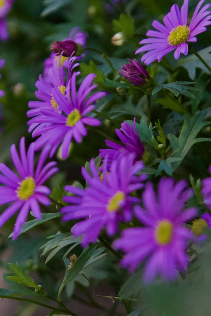 紫の花