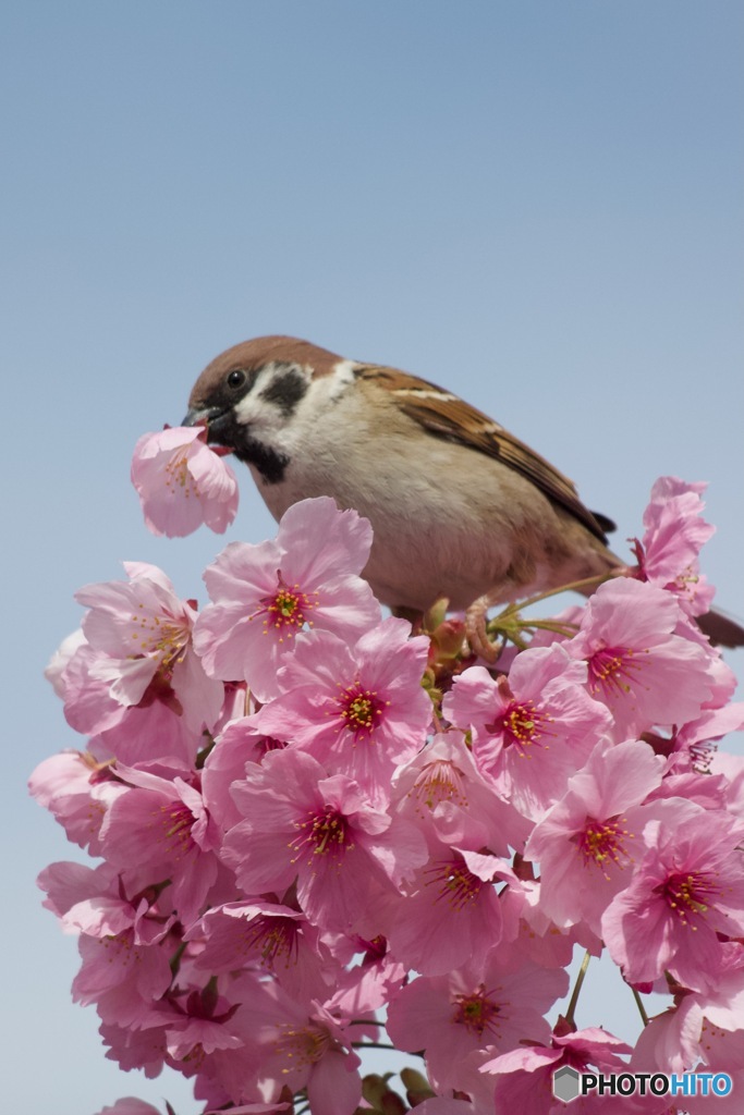 IMG_5524　桜をちぎり蜜を吸う