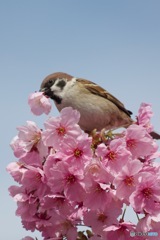 IMG_5524　桜をちぎり蜜を吸う