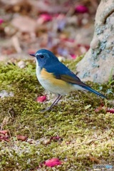 IMG_6006　青い鳥　ルリビタキさん