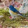 IMG_6006　青い鳥　ルリビタキさん