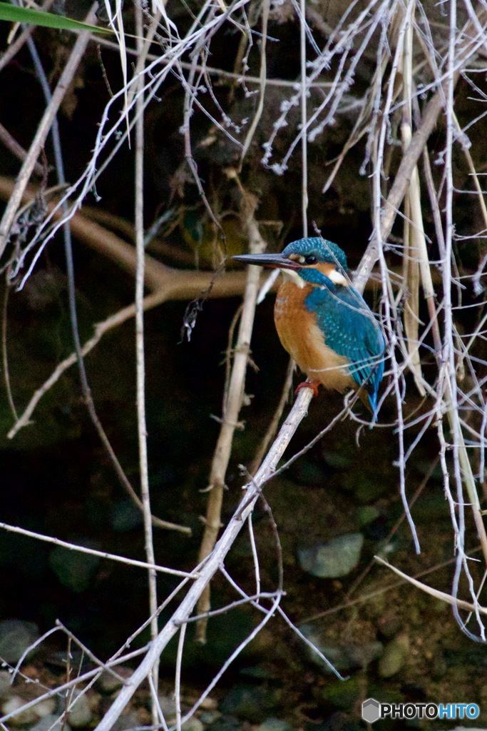 IMG_8229　若いカワセミさん