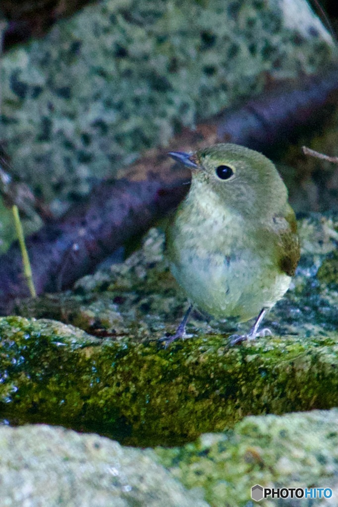 キビタキ♀幼鳥さんかなIMG_6526