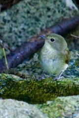 キビタキ♀幼鳥さんかなIMG_6526