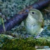 キビタキ♀幼鳥さんかなIMG_6526