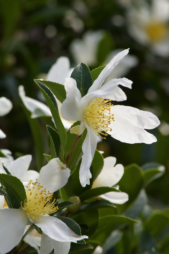 冬の花IMG_7009