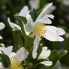 冬の花IMG_7009