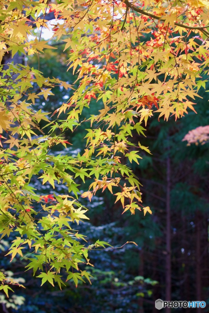 IMG_8310いろは紅葉