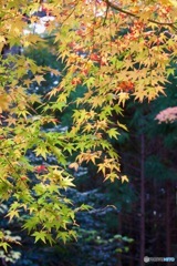 IMG_8310いろは紅葉